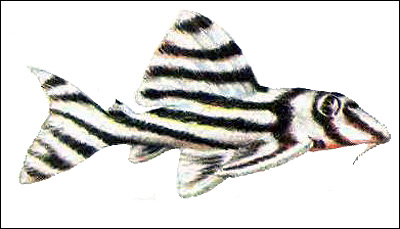 Сомик-зебра (Hypancistrus zebra), Рисунок картинка