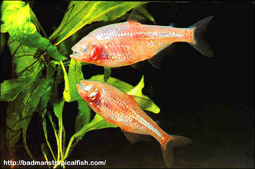 Слепая рыба (Anoptichthys jordani), Фото фотография с http://badmanstropicalfish.com/sbs/tetras/sbs_blindcav.jpg