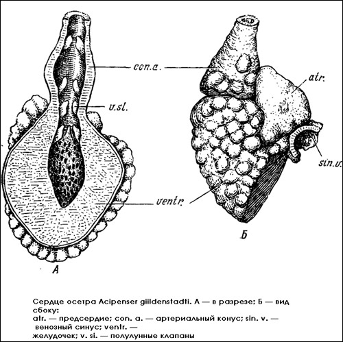 Сердце осетра (Acipenser giildenstadti) в разрезе и сбоку, Рисунок картинка