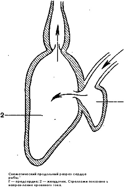 Схематический продольный разрещ сердца рыбы, Рисунок картинка
