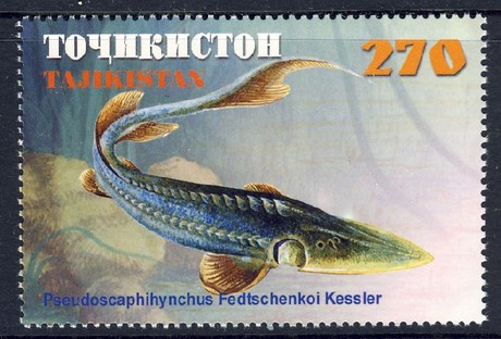 Сырдарьинский лжелопатонос (Pseudoscaphirhynchus fedtschenkoi), Рисунок картинка