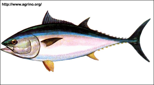 Тунец обыкновенный (Thunnus thynnus), Рисунок картинка с http://www.agrino.org/fishing/photos/saltfish/tonos.jpg