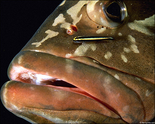 Морской окунь Нассау (Epinephelus striatus), Фото фотография