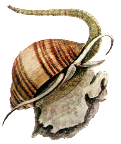 Улитка ампулярии (Ampullaria), Рисунок картинка