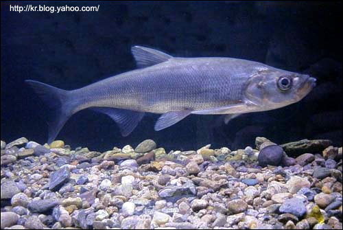 Верхогляд (Erythroculter erythropterus), Фото фотография с http://218.150.85.172/~changsoo/pic_fishbook/gang.jpg