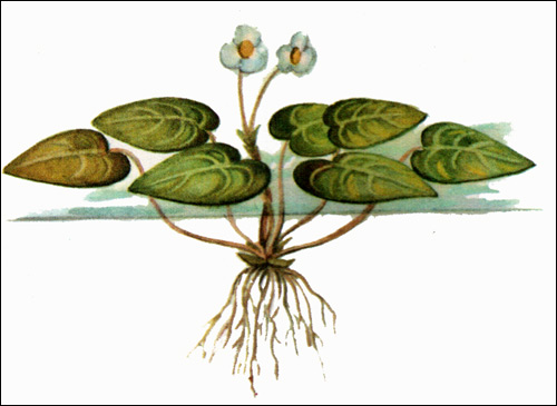Водокрас лягушачий, лягушатник (Hydrocharis morsus-ranae), Рисунок картинка