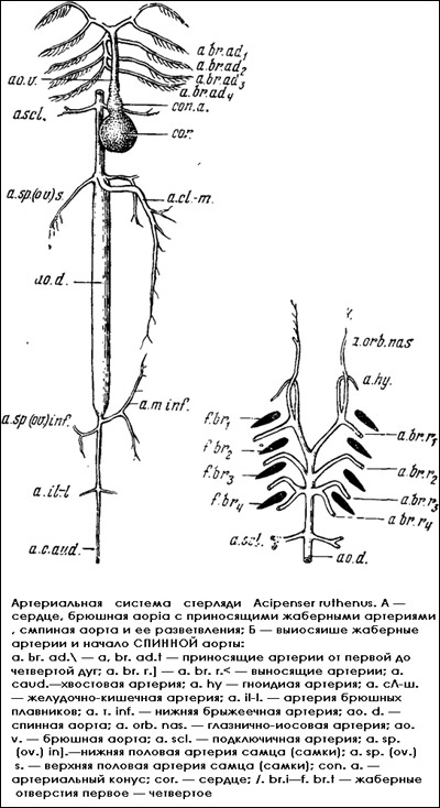 Артериальная система стерляди, Рисунок картинка