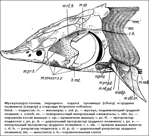 Мускулатура головы переднего отдела туловища (сбоку) и грудных плавников у стерляди, Рисунок картинка