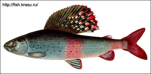 Хариус сибирский (Thymallus arcticus), Рисунок картинка с http://fish.krasu.ru/fauna/img/78b.jpg