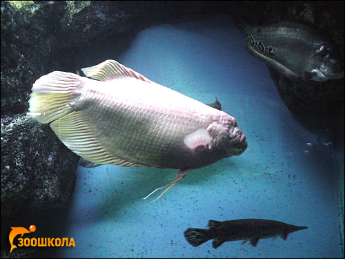 Владивостокский океанариум, Фото фотография