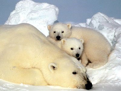 Животные Арктики и Антарктики