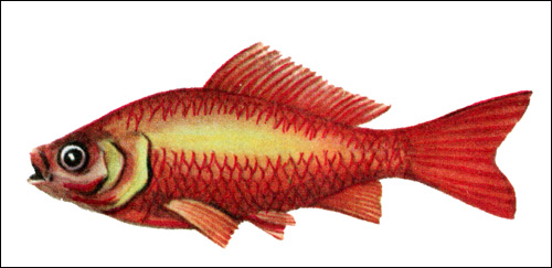 Золотая рыбка (Carassius auratus), Рисунок картинка