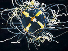 Медуза гонионема или крестовичок