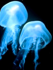 Сцифоидная медуза