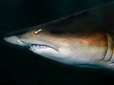 Тигровая акула