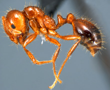 Южноамериканские красные муравьи