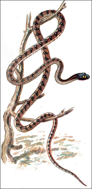 Бойга индийская (Boiga trigonatum), Картинка рисунок