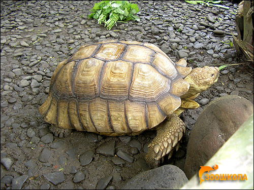 Черепаха азиатская, или бирманская бурая (Manouria emys), Фото фотография