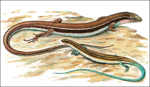 Дальневосточный сцинк - молодая и взрослая особи (Eumeces latiscutatus), Рисунок картинка