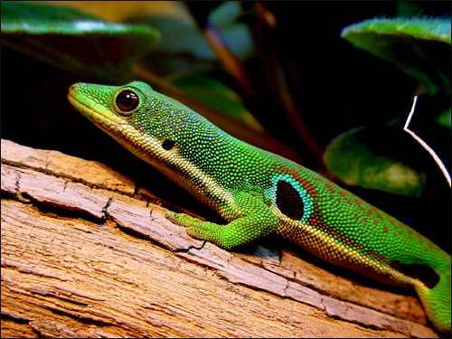 Фельзума четырехглазковая (Phelsuma quadriocellata), Фото фотография с http://dic.academic.ru/pictures/wiki/files/113/qadromannportrait.jpg