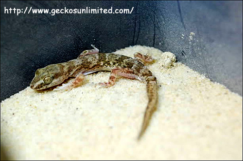 Пискливый геккончик (Alsophylax pipiens), Фото фотография c http://i560.photobucket.com/albums/ss45/Gecko52/Geckos/191.jpg