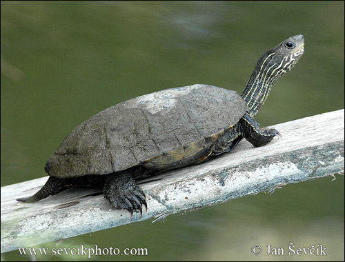 Каспийская черепаха (Mauremys caspica), Фото фотография с http://www.sevcikphoto.com/images\mauremys-caspica-3.jpg