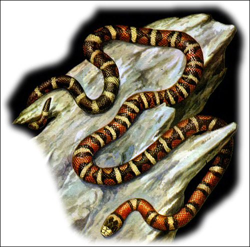 Королевская горная змея (Lampropeltis pyromelana), Рисунок картинка