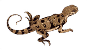 Круглоголовка-вертихвостка (Phrynocephalus guttatus), картинка рисунок с http://www.natureprotection.gov.tm/news/images\upimages\kruglogolovka.gif