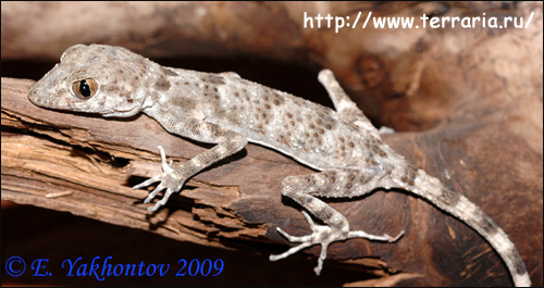 Малочешуйчатый геккон, длинноногий геккон (Gymnodactylus longipes, Cyrtopodion longipes), Фото фотография с http://www.terraria.ru/img.php?id=3618