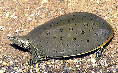 Черепаха восточная мягкокожая колючая (Apalone spinifera), Фото фотография