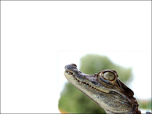 Маленький крокодильчик, Фото фотография