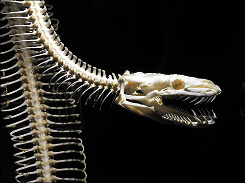 Скелет змеи, Фото фотография