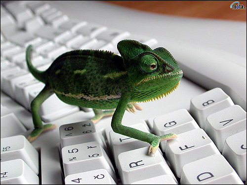 Хамелеон на компьютерной клавиатуре, Фото фотография