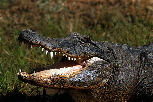 Крокодил с открытой пастью, Фото фотография