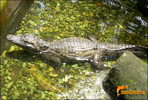 крокодиловый кайман, очковый кайман (Caiman crocodilus), Фото фотография