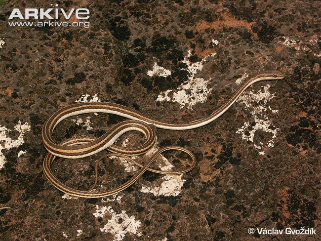 Песочная змея, зериг (Psammophis schokari), Фото фотография