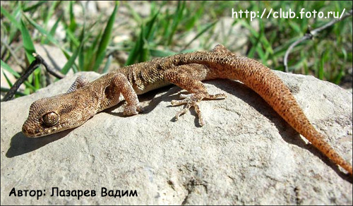 Пискливый геккончик (Alsophylax pipiens), Фото фотография с http://club.foto.ru/gallery/images\preview/2009/03/06/1293799.jpg