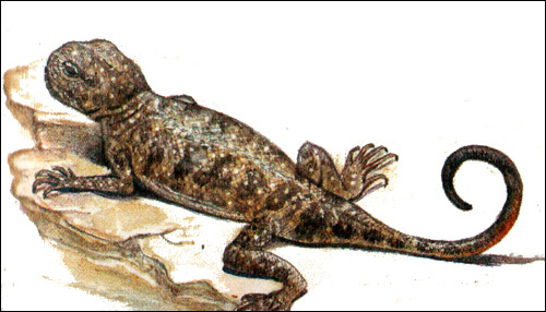 Пятнистая круглоголовка (Phrynocephalus maculatus), Рисунок картинка