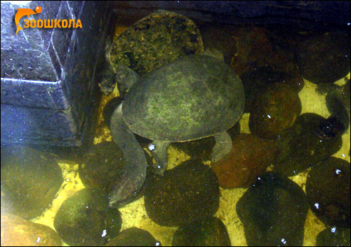 Змеиношейная черепаха, длинношейная черепаха (Chelodina longicolus), Фото фотография