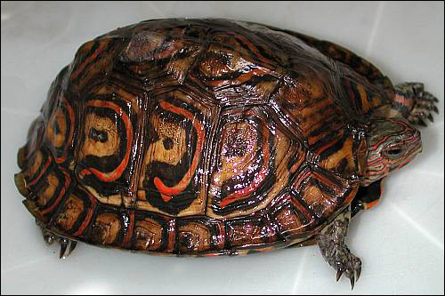 Разукрашенная лесная черепаха (Rhinoclemmys pulcherrima), Фото фотография