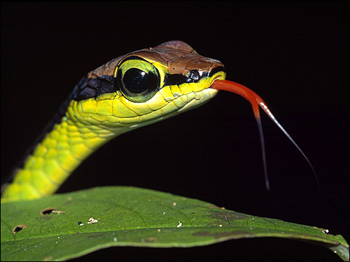 Голова змеи с высунутым языком, Фото фотография