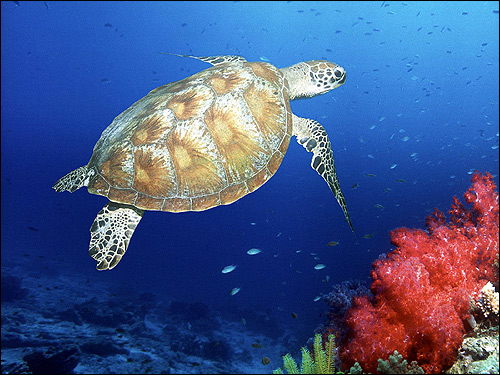 Морская черепаха, Фото фотография