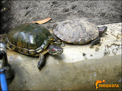 Красноухие черепахи (Trachemys scripta), Фото фотография