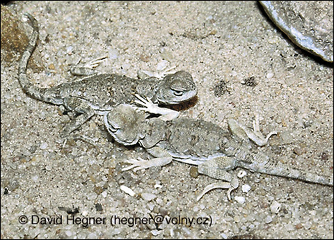 Сетчатая круглоголовка (Phrynocephalus reticulatus), Фото фотография c http://itgmv1.fzk.de/www/itg/uetz/herp/photos/Phrynocephalus_reticulatus.jpg