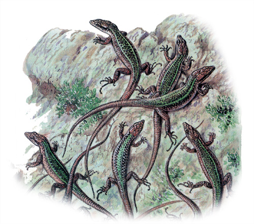 Скальная ящерица (Lacerta saxicola), Рисунок картинка