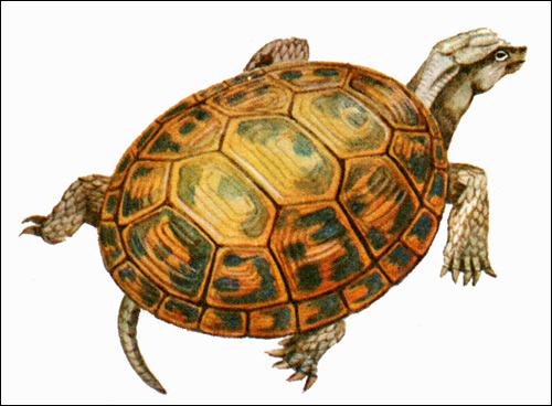 Средиземноморская черепаха (Testudo graeca), Картинка рисунок