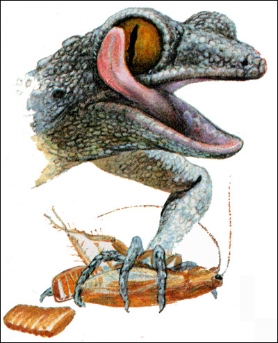 Средиземноморский геккон (Cyrtopodion kotschyi), Рисунок картинка