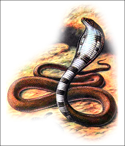 Среднеазиатская кобра (Naja oxiana), Рисунок картинка
