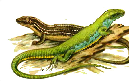 Средняя ящерица, трехлинейная ящерица - пара (Lacerta trilineata), Рисунок картинка