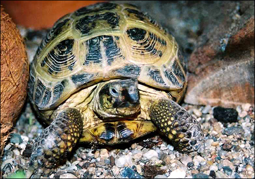 Степная черепаха, среднеазиатская черепаха (Agrionemys horsfieldi), Фото фотография
